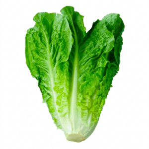 Lechuga chilena | Unidad