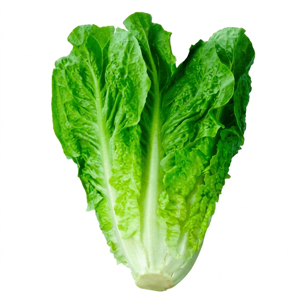 Lechuga chilena | Unidad