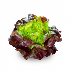 Lechuga francesa | Unidad