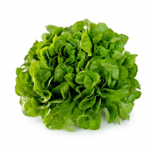 Lechuga marina | Unidad