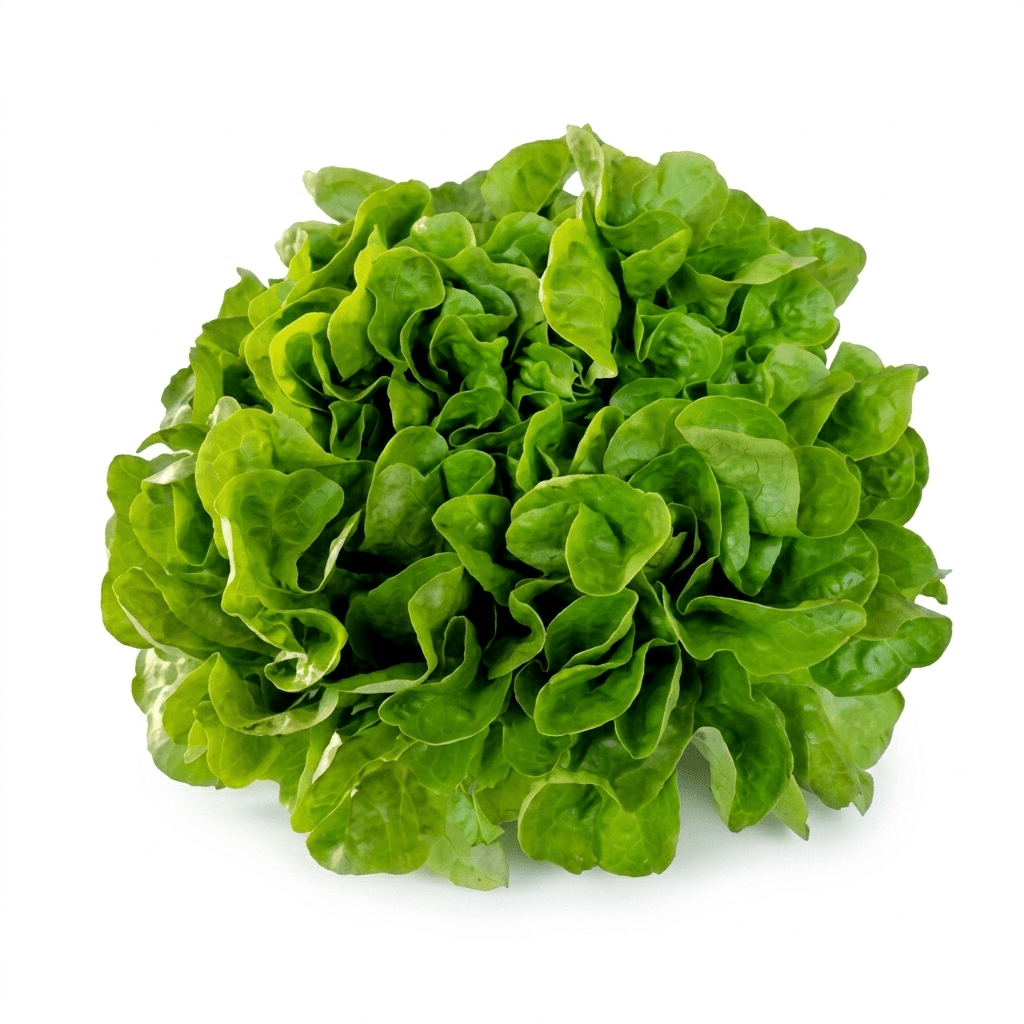 Lechuga marina | Unidad